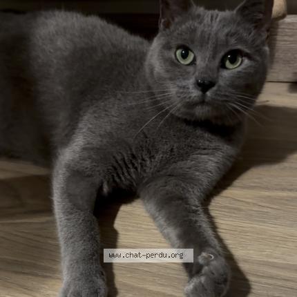 Photo 1/1 Chat retrouvé Perdu à Emmerin