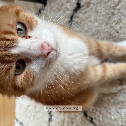 Photo de chat trouvé à Rennes