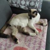 Photo de chat perdu à Ternay