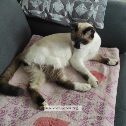 Photo 1/1 Aramis Chat perdu à Ternay