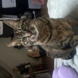 Photo de chat perdu à Tours