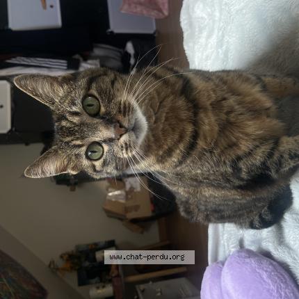 Photo de chat perdu à Tours