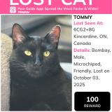 Photo de chat perdu à Tiverton