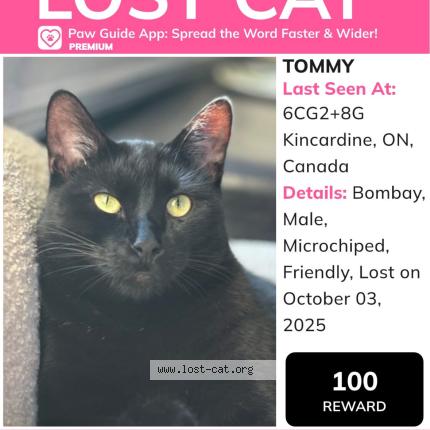 Photo 1/1 Tommy Chat perdu à Tiverton