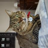 Photo de chat perdu à Chantillac