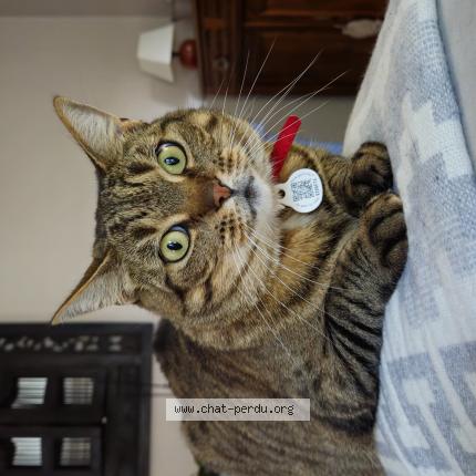 Photo 1/1 Chat retrouvé Perdu à Chantillac