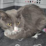 Photo de chat perdu à Lyon