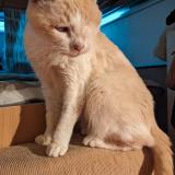 Photo de chat perdu à Castelnau De Guers