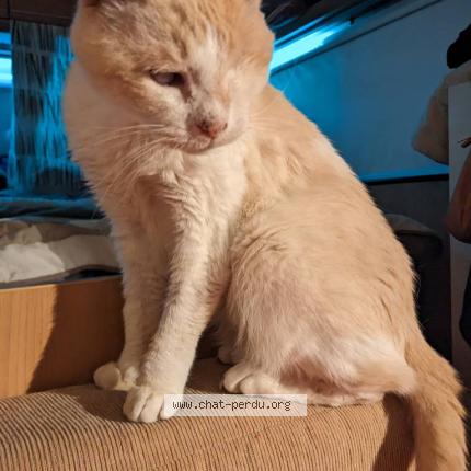 Photo 1/1 Chat retrouvé Perdu à Castelnau de guers