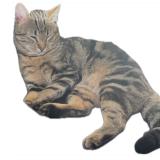 Photo de chat perdu à Goussainville