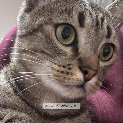 Photo 2/3 Chat retrouvé Perdu à Goussainville