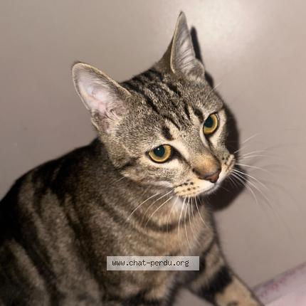 Photo 3/3 Chat retrouvé Perdu à Goussainville