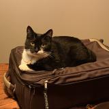 Photo de chat perdu à Rabastens