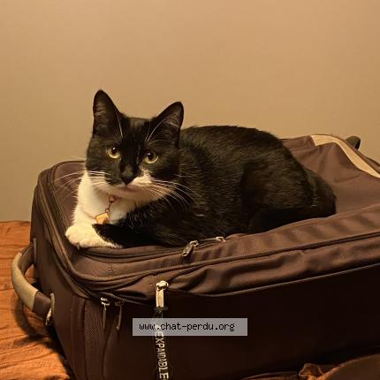 Photo de chat perdu à Rabastens