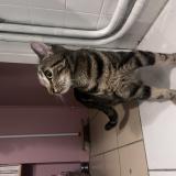 Photo de chat trouvé à Begles