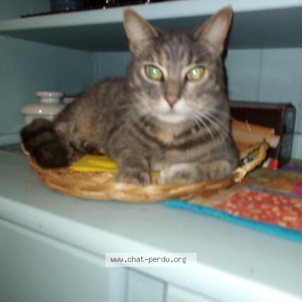 Photo 1/1 Ulysse Chat perdu à Le mesnilbus