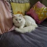 Photo de chat perdu à Acheville