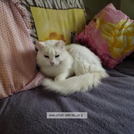 Photo 1/1 Lizou Chat perdu à Acheville