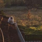 Photo de chat trouvé à Roussillon