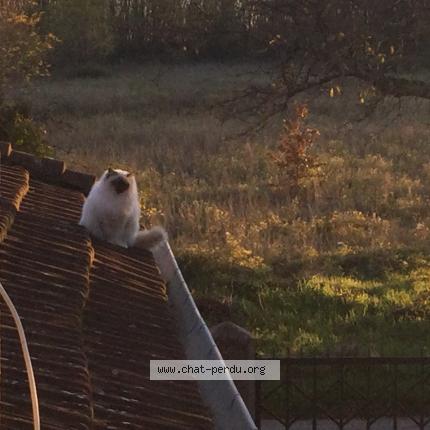 Photo 1/1 Chat retrouvé Trouvé à Roussillon