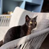 Photo de chat perdu à Souvigny