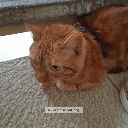Photo 1/1 Caramel Chat perdu à Sens