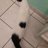 Photo de chat trouvé à Brest