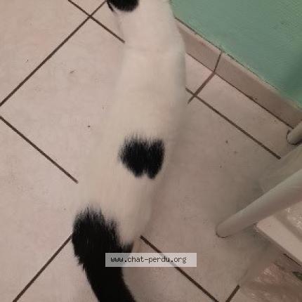 Photo de chat trouvé à Brest