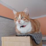 Photo de chat perdu à Hiers Brouage