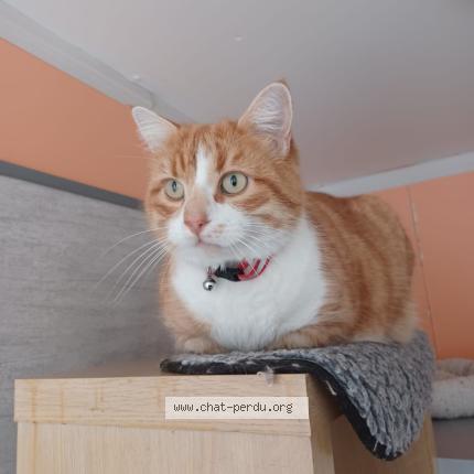 Photo 1/1 TOLEDO Chat perdu à Hiers brouage
