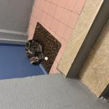 Photo de chat trouvé à Orleans