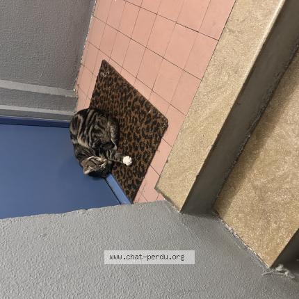 Photo 1/1 Chat retrouvé Trouvé à Orleans