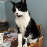 Photo de chat trouvé à Greenfield Park