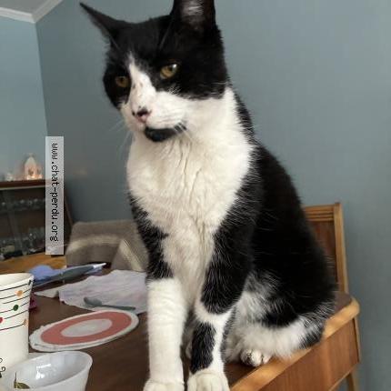 Photo 1/1 Chat trouvé Trouvé à Greenfield park