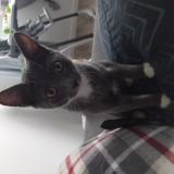 Photo de chat perdu à Canteleu