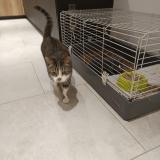 Photo de chat perdu à Perrancey Les Vieux Moulins