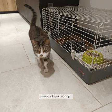 Photo 1/1 Chat retrouvé Perdu à Perrancey les vieux moulins