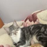 Photo de chat perdu à Flers