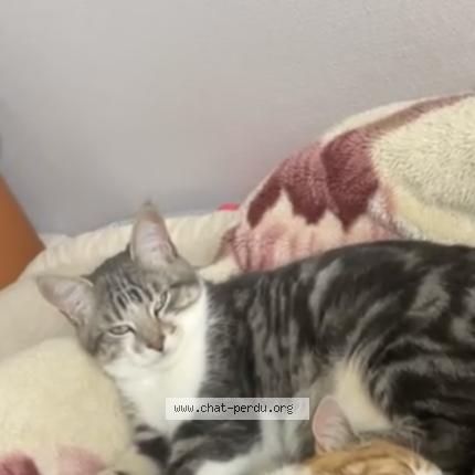 Photo 1/1 Aslan Chat perdu à Flers