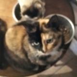 Photo de chat perdu à Paulinet