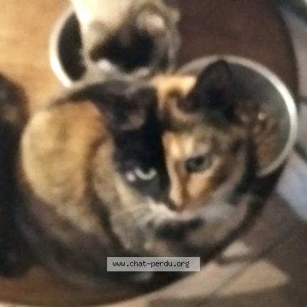 Photo 1/1 Galou Chat perdu à Paulinet