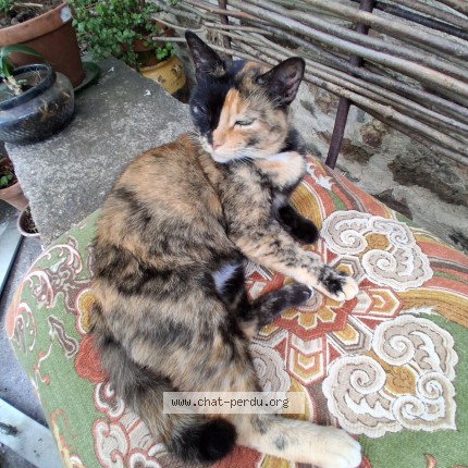 Photo 1/1 Galou Chat perdu à Paulinet