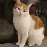 Photo de chat perdu à Ballan Mire