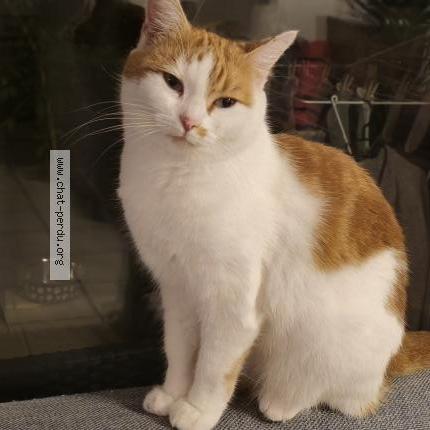 Photo 1/1 Shannel Chat perdu à Ballan mire