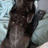 Photo de chat perdu à Avesse