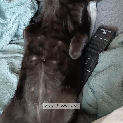 Photo 1/1 Boston Chat perdu à Avesse