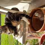 Photo de chat perdu à Montreuil