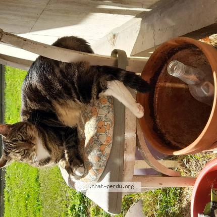 Photo 1/1 Mistinguett Chat perdu à Montreuil