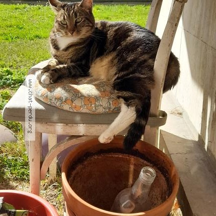 Photo 1/1 Mistinguett Chat perdu à Montreuil