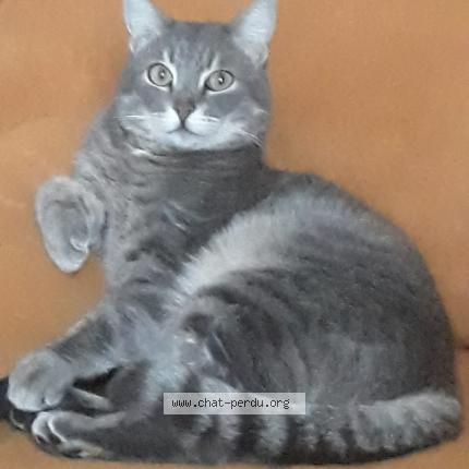 Photo 1/1 MLE KHADIDJA AIT ALIBOU Chat perdu à Vitrolles